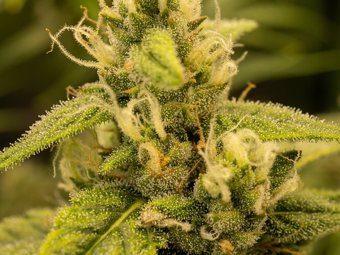 Growreport Bild 37
