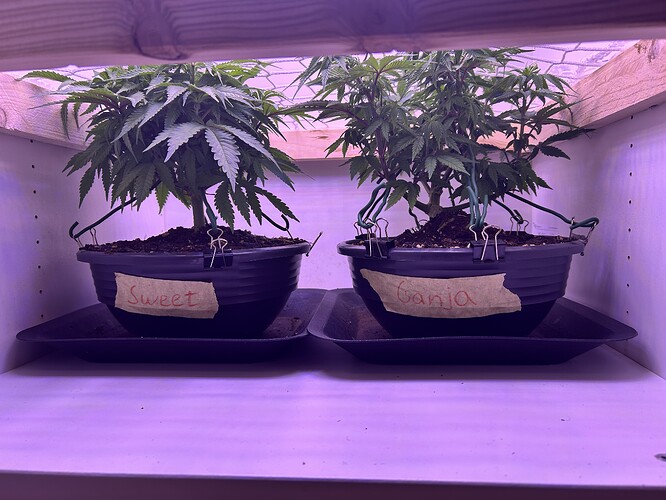 Zwei Cannabis-Pflanzen in Töpfen unter einem Netz in einem Grow-Schrank, beschriftet mit 'Sweet' und 'Ganja'.