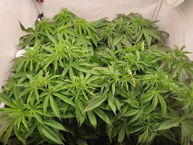 Growreport Bild 9