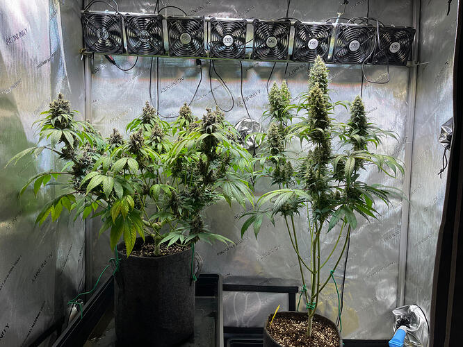 Growreport Bild 1