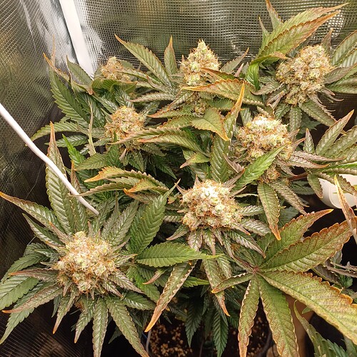 Growreport Bild 2