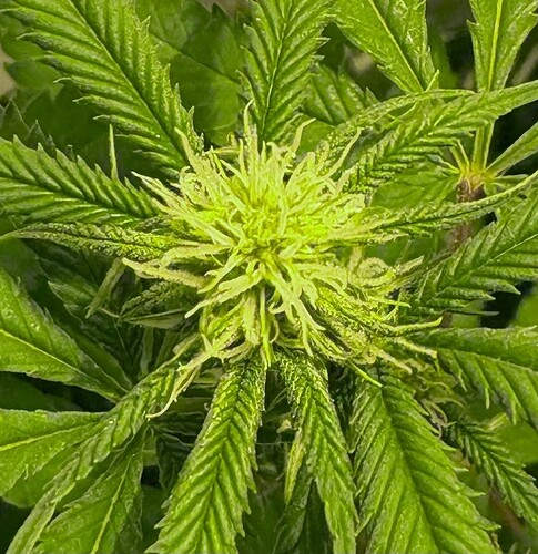 Growreport Bild 2
