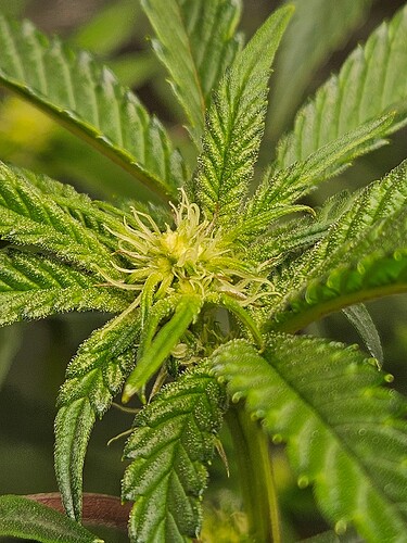 Growreport Bild 5