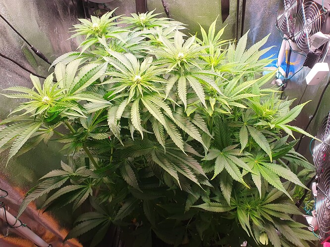 Growreport Bild 5