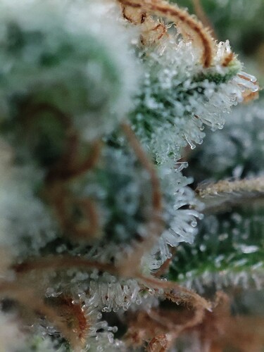 Growreport Bild 31