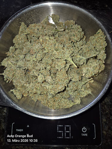 Getrocknete Cannabis-Buds der Sorte Auto Orange Bud in einer Schale auf einer digitalen Küchenwaage, die 58 g anzeigt.