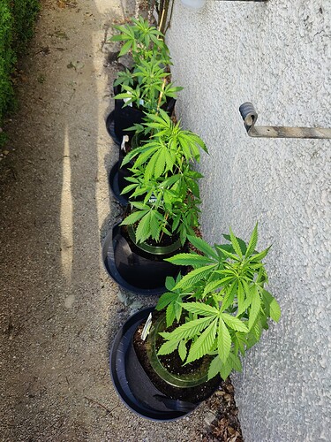 Growreport Bild 1