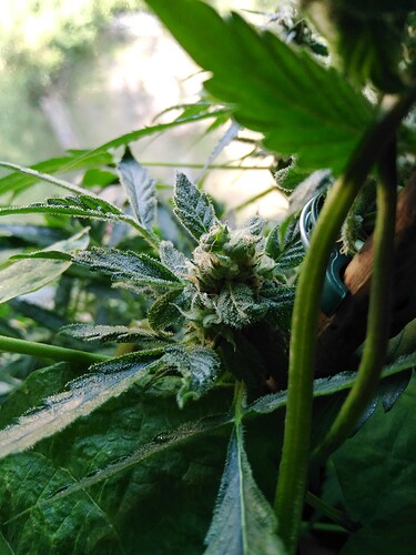 Growreport Bild 2