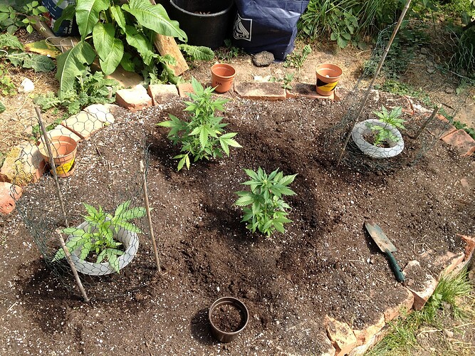 Vier junge Cannabispflanzen in einem Gartenbeet, geschützt durch Drahtgitter und mit kleinen Tontöpfen als Markierung.