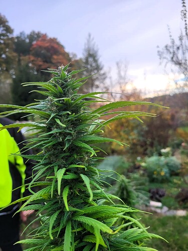 Growreport Bild 26