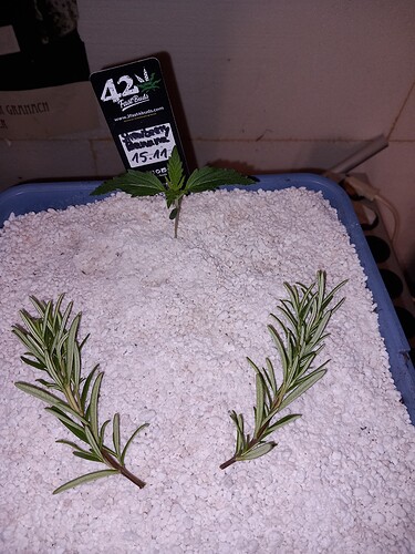 Growreport Bild 5