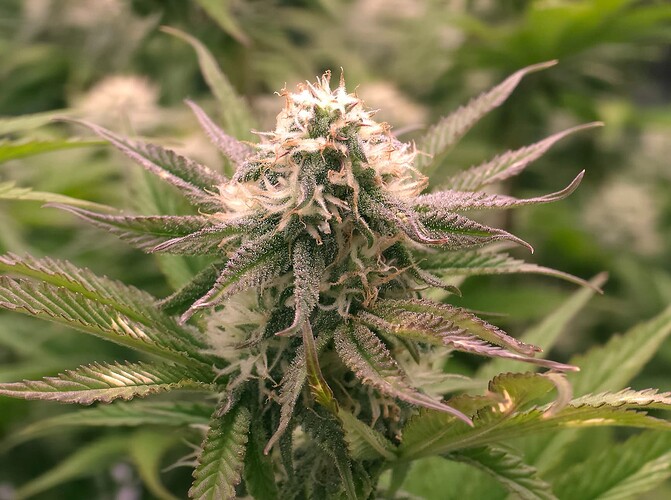 Growreport Bild 7