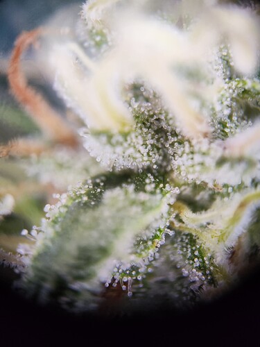 Growreport Bild 8