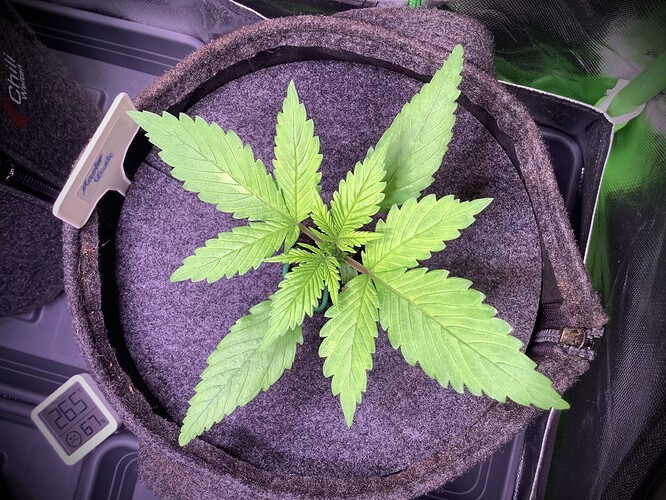 Growreport Bild 6