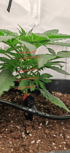 IMG_20241211_201032_edit_328934029407334