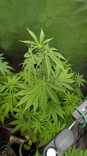 Growreport Bild 9
