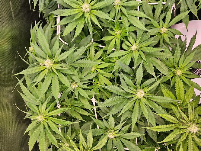 Growreport Bild 10