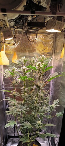 Growreport Bild 3