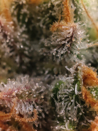 Growreport Bild 30