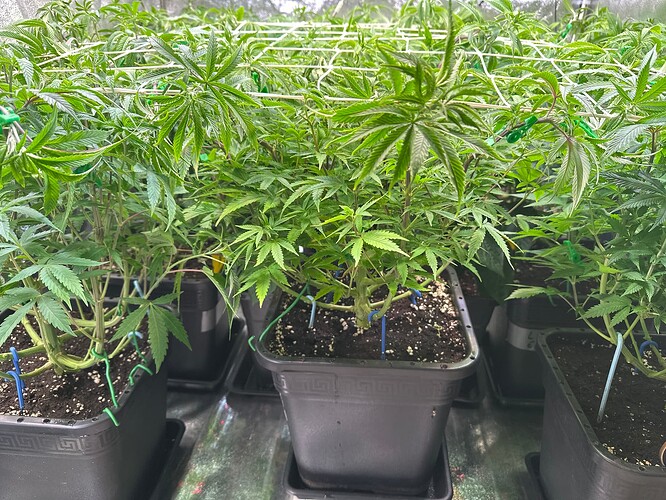 Growreport Bild 62