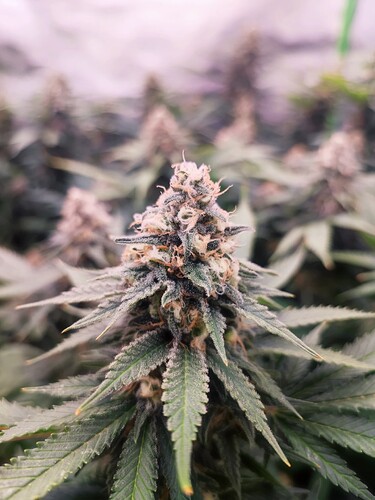 Growreport Bild 18