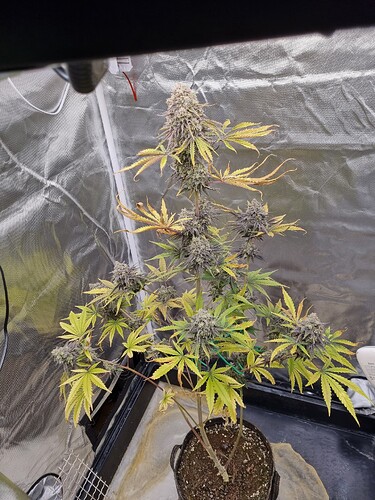 Eine einzelne Cannabis-Pflanze in der Blütephase mit mehreren Buds und gelblichen Blättern, die in einem Zelt wächst.