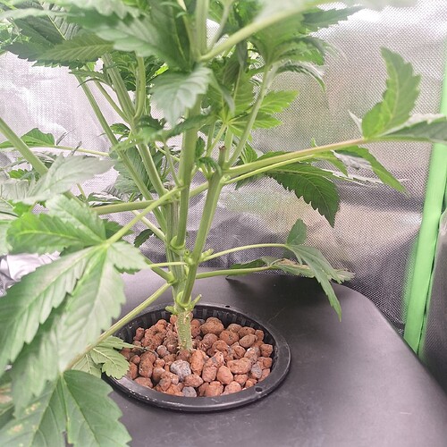 Eine junge Cannabispflanze in der Wachstumsphase, die in einem Hydrokultur-System mit Blähton wächst. Der Hauptstamm ist deutlich sichtbar, mit mehreren Verzweigungen, die sich nach außen erstrecken. Die Blätter sind grün und gesund.