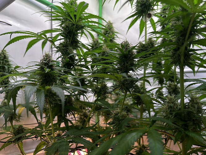 Growreport Bild 8