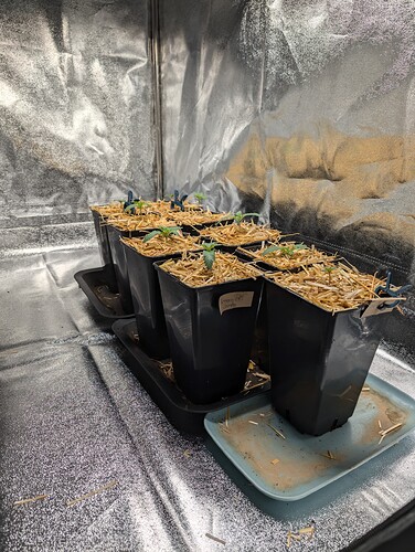 PXL_20240706_135218808