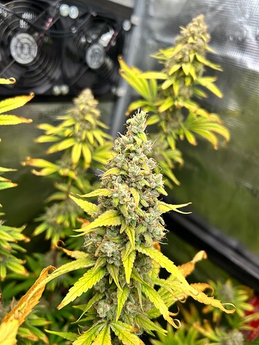 Growreport Bild 4