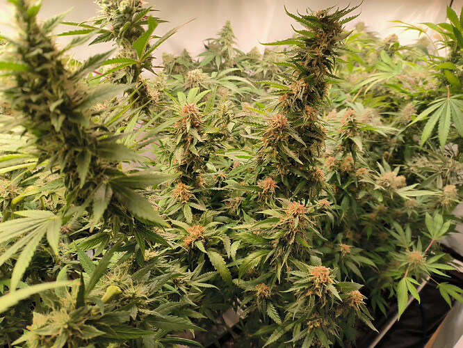 Growreport Bild 2