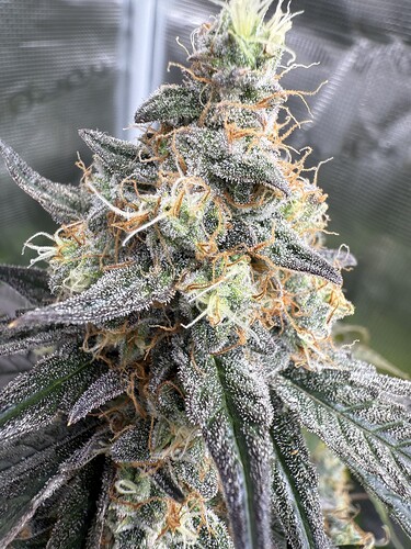Growreport Bild 7