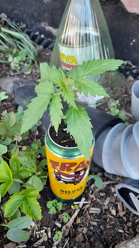 Growreport Bild 17