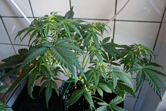 Growreport Bild 1