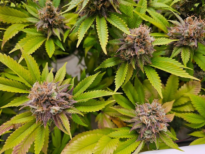Growreport Bild 8