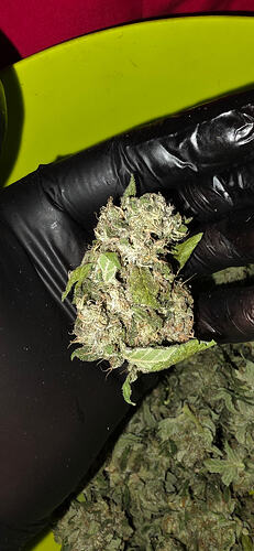 Growreport Bild 67