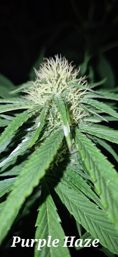 Growreport Bild 15