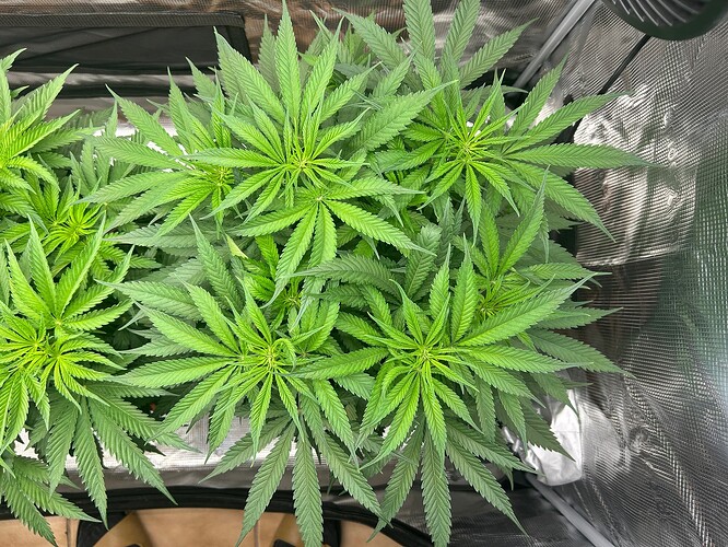 Growreport Bild 5