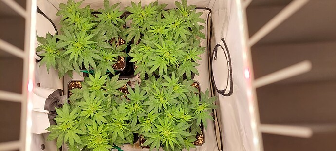 Growreport Bild 2