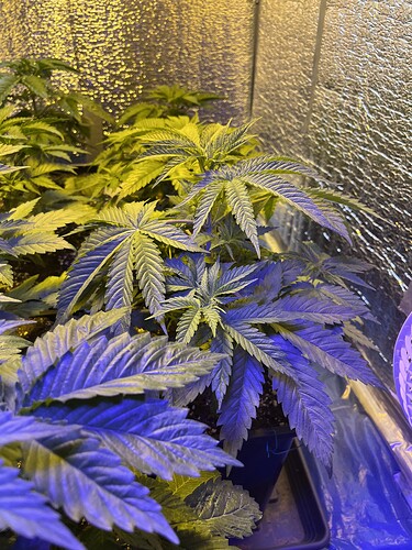 Growreport Bild 5