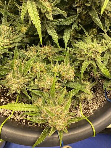 Growreport Bild 6