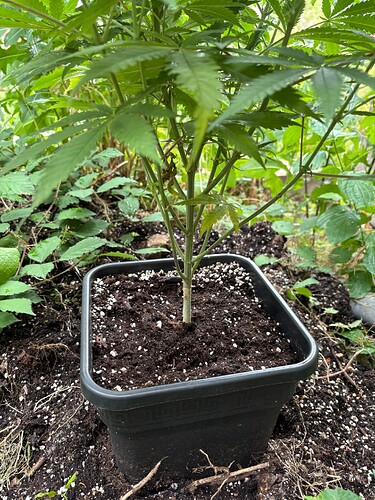 Growreport Bild 6