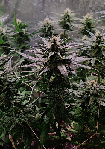Growreport Bild 11