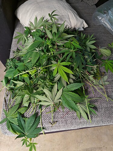 Growreport Bild 1