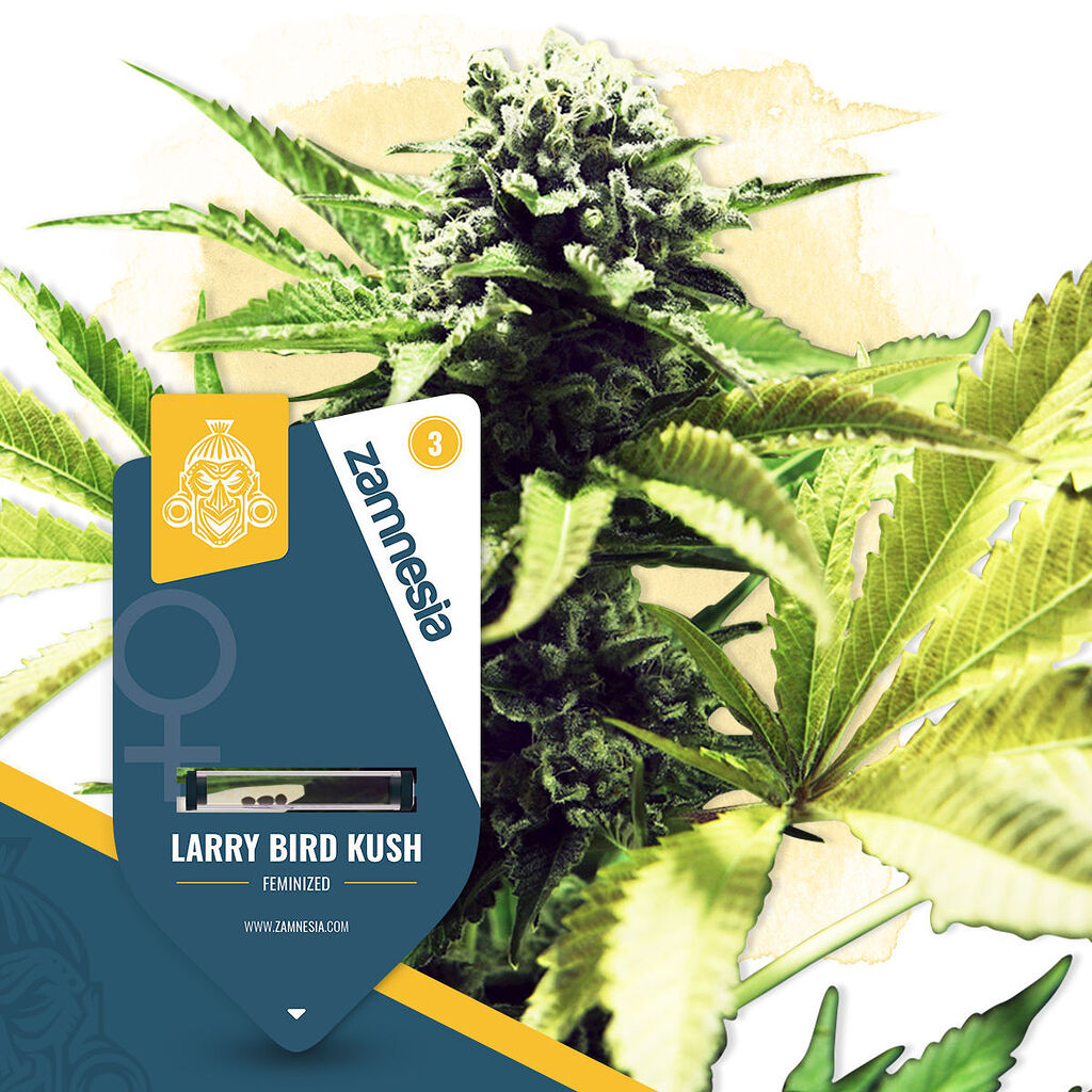 Larry Bird Kush Feminisiert (Zamnesia) - Zamnesia Seeds - Forum ...