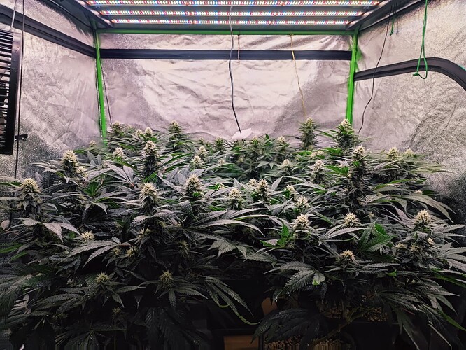 Growreport Bild 7