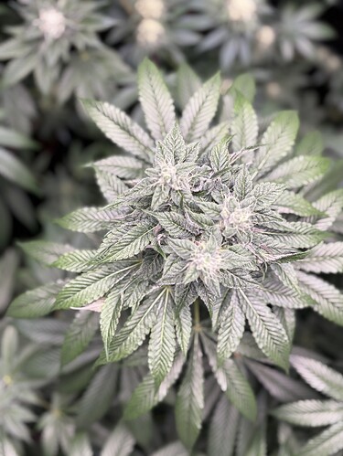 Growreport Bild 2