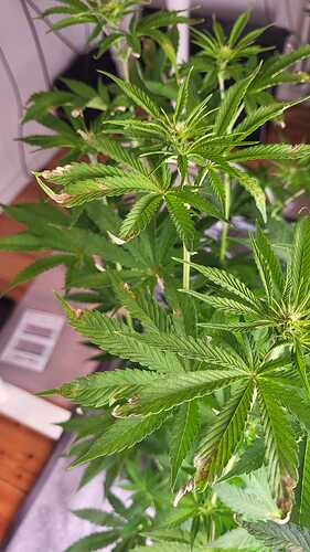 Growreport Bild 12