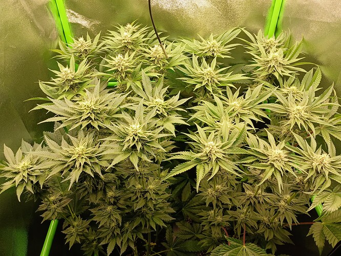 Growreport Bild 11