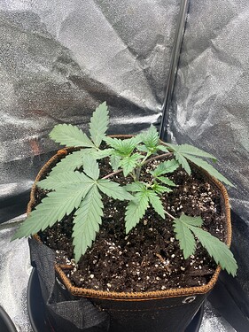Growreport Bild 19